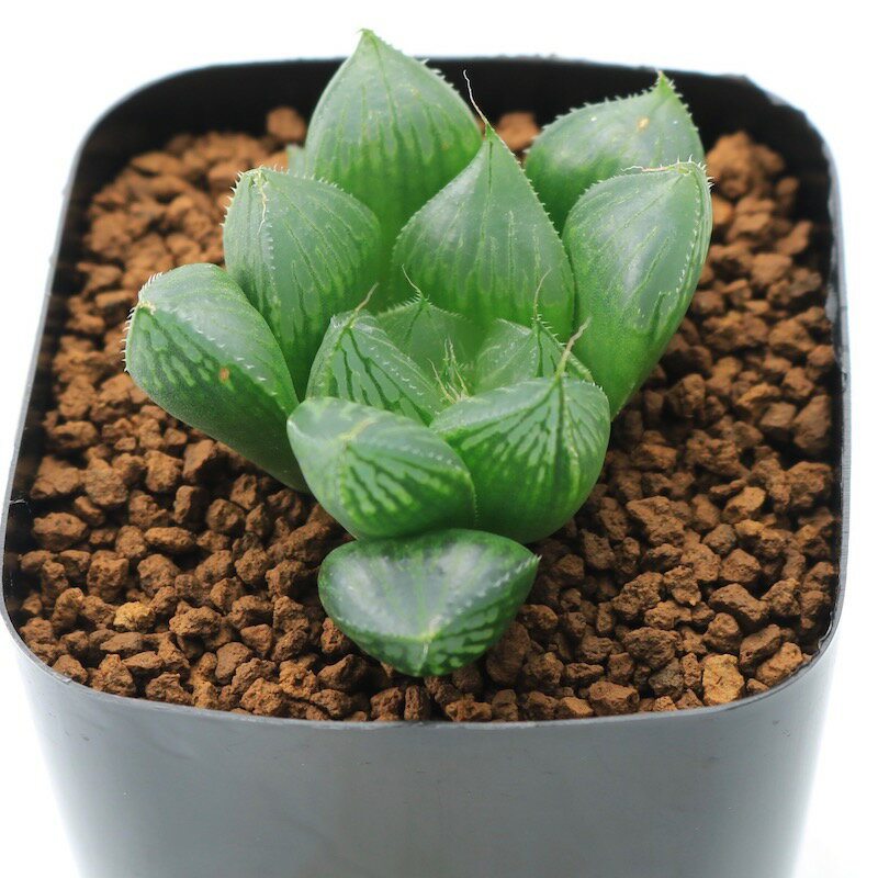 多肉植物 ハオルチアISIアトロフスカミュータント7.5cmポット