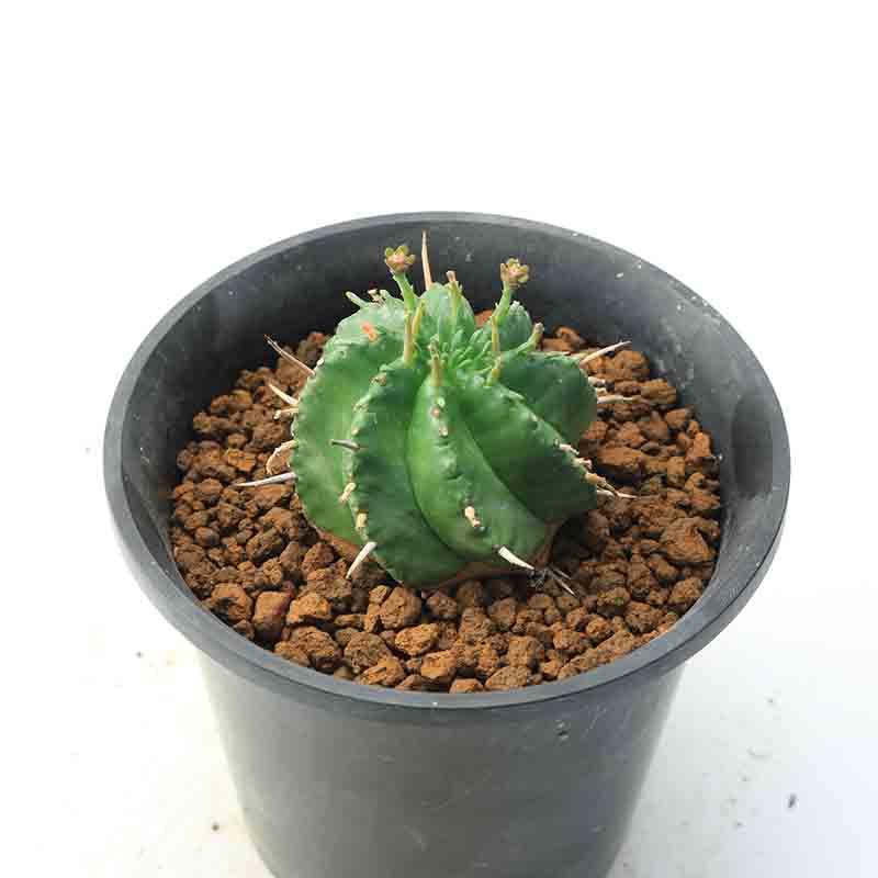 多肉植物 ハオルチアISIアトロフスカミュータント7.5cmポット